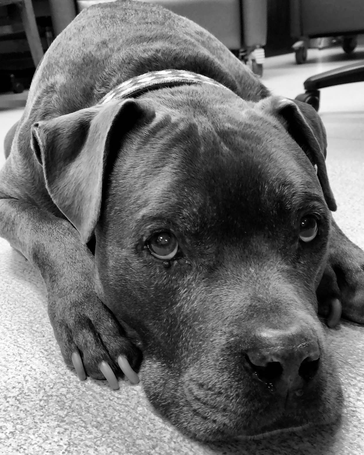 Blu - The inspiration behind Happy Tails SoFlo